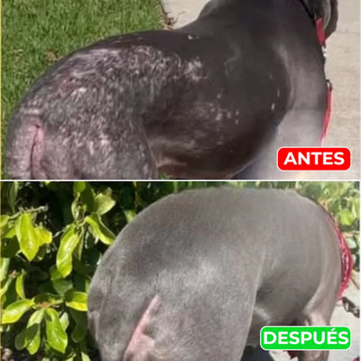 Pet Skin para Mascotas
